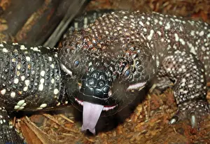 Sticking: Beaded Lizard (Heloderma horridum)