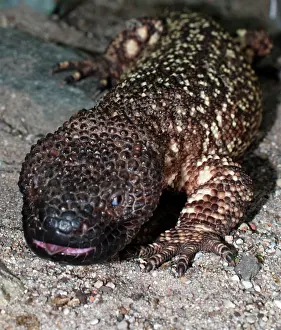 Guatemala: Beaded Lizard: venomous lizard
