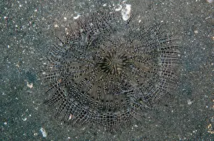 Heteractis: Beaded Sea Anemone - Joleha dive site, Lembeh Straits