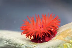 Actinia: Beadlet Anemone