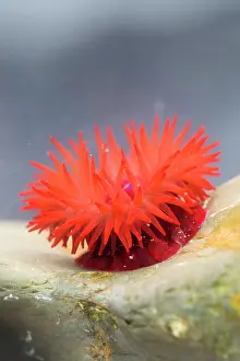 Actinia: Beadlet Anemone