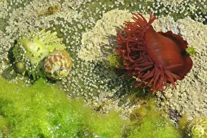 Limpet: Beadlet Anemone - with half opened tentacles together