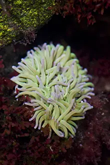 181218: Beadlet Anemone, Red Sea Anemone, Plum Anemone