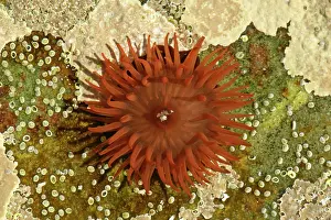 Actinia: Beadlet Anemone - in rock pool with opened tentacles