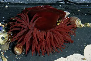 Equina: Beadlet Anemone - in rock pool on sea shore
