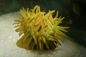 Hydrozoan: Beadlet Anenome