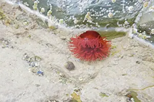 Orkneys: Beadlet Anenome in rock pool at low tide