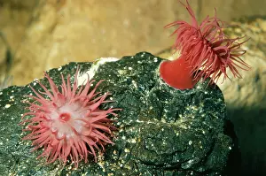 Pat Morris: BEADLET SEA ANEMONE