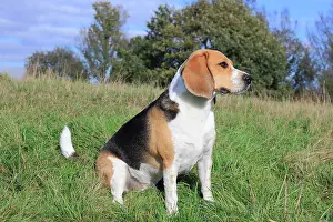 Westphal: Beagle, 3 years, sitting in the meadow, North Rhine-Westphal