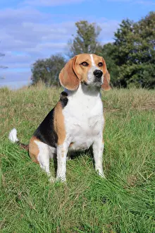 Westphal: Beagle, 3 years, sitting in the meadow, North Rhine-Westphal