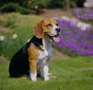 Bloodhound: Beagle