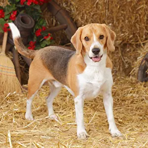 Cabin: Beagle