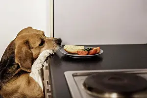 Sandwich: Beagle begging for food in the kitchen