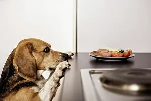 Kitchens: Beagle begging for food in the kitchen