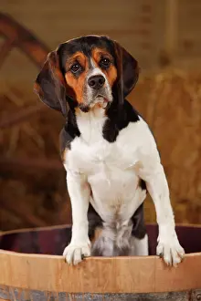 Barrel: Beagle, bitch, in a wooden barrel in a barn