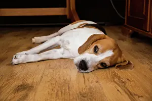 Covering: Beagle Dog Adult lying on wooden floor at home. Dog theme