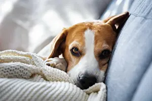 Sofa: Beagle dog on couch Portrait. Canine backdround