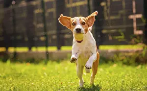 Obedient: Beagle dog fun in backyard, outdoors run with ball