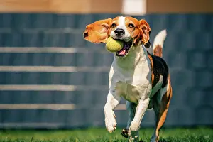 Obedient: Beagle dog fun in backyard, outdoors run with ball