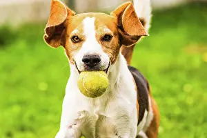 Obedient: Beagle dog fun in backyard, outdoors run with ball
