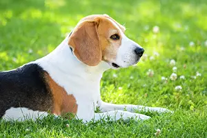 Content: Beagle dog fun in garden outdoors lying on grass