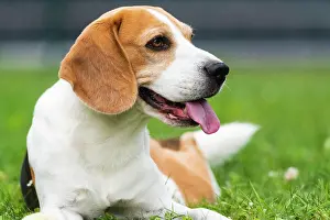 Beagle: Beagle dog outdoors portrait with tongue out, canine theme