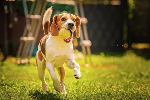 Fetching: Beagle dog outside fetching a ball. Agile dog training