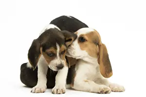 Kisses: Two Beagle Dog puppies