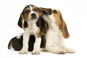 Kisses: Two Beagle Dog puppies
