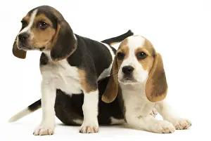 Beagles: Two Beagle Dog puppies
