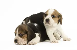 Beagles: Two Beagle Dog puppies