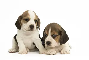 Beagles: Two Beagle Dog puppies