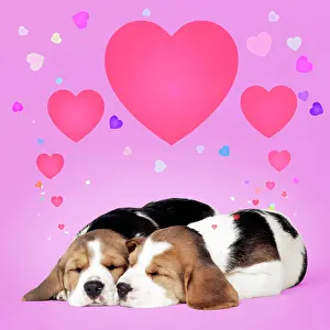 Occasion: Beagle Dog - Puppies asleep dreaming - valentine hearts