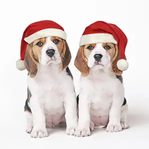 Beagles: Beagle Dog, two puppies with Christmas hats