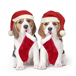 Stocking: Beagle Dog, two puppies with Christmas hats and stockings