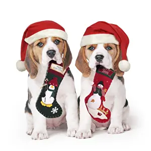 Stocking: Beagle Dog, two puppies with Christmas hats and stockings