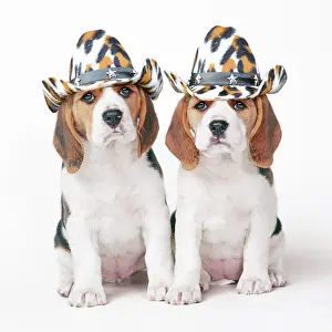 Twins: Beagle Dog, two puppies wearing cowboy hats