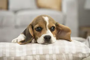 Upset: Beagle Dog, puppy
