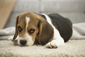 Upset: Beagle Dog, puppy
