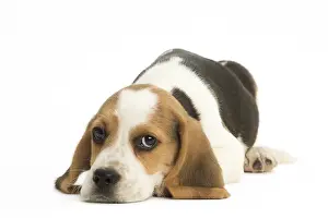 Miserable: Beagle Dog, puppy