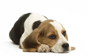 Miserable: Beagle Dog, puppy
