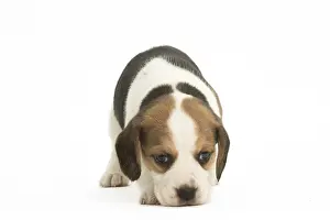 Miserable: Beagle Dog, puppy