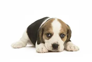 Miserable: Beagle Dog, puppy