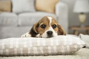Miserable: Beagle Dog, puppy