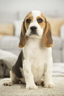 Beagles: Beagle Dog, puppy