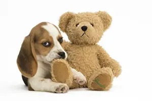 Cuddly: Beagle Dog, puppy Beagle Dog, puppy