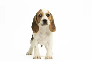 Urinating: Beagle Dog, puppy Beagle Dog, puppy