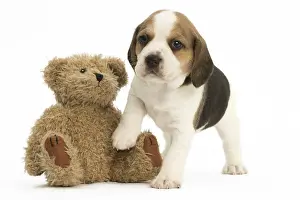 Cuddly: Beagle Dog, puppy Beagle Dog, puppy