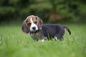 Beagles: Beagle Dog, puppy in garden