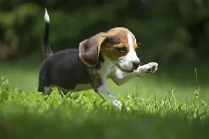 Beagles: Beagle Dog, puppy in garden Beagle Dog, puppy in